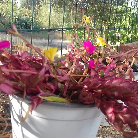 La Mascherada Appartement Ostuni